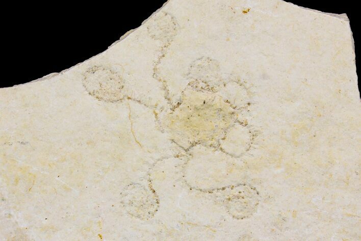 Floating Crinoid (Saccocoma) Fossil - Solnhofen Limestone #162495
